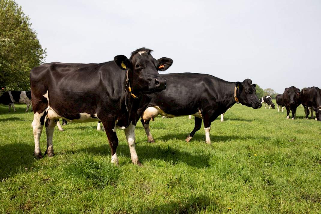Biologisch melkvee in de wei bij een lid van EkoHolland.