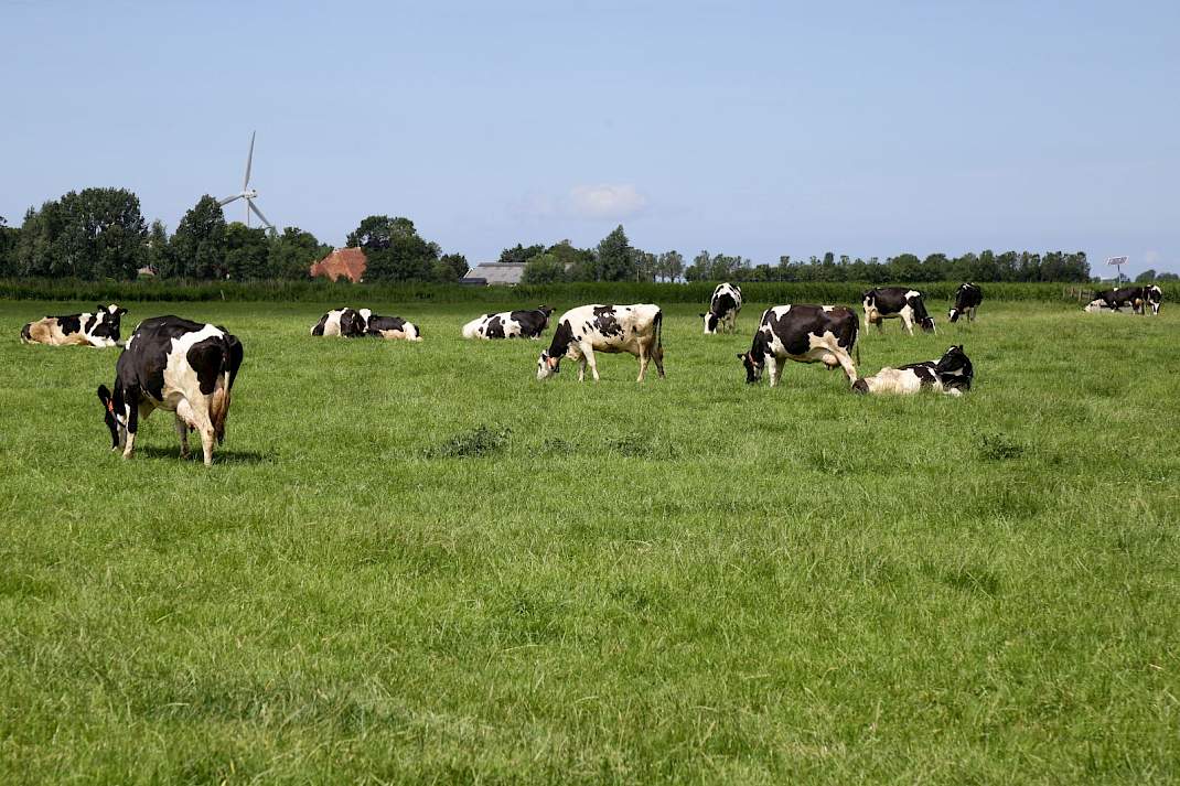 De melkveehouders uit Kolderwolde moeten alsnog een stikstofnatuurvergunning aanvragen