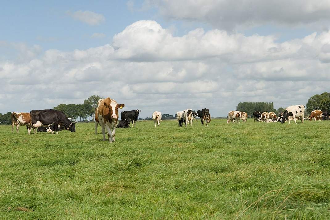 Melkvee in Nederlandse veehouderij