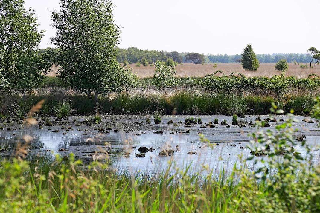 Veenput in het natuurgebied Wierdense Veld.