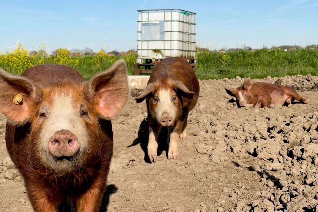 Negen varkens moet akkerbouwer Pals helpen in de strijd tegen het hardnekkige onkruid zeebies