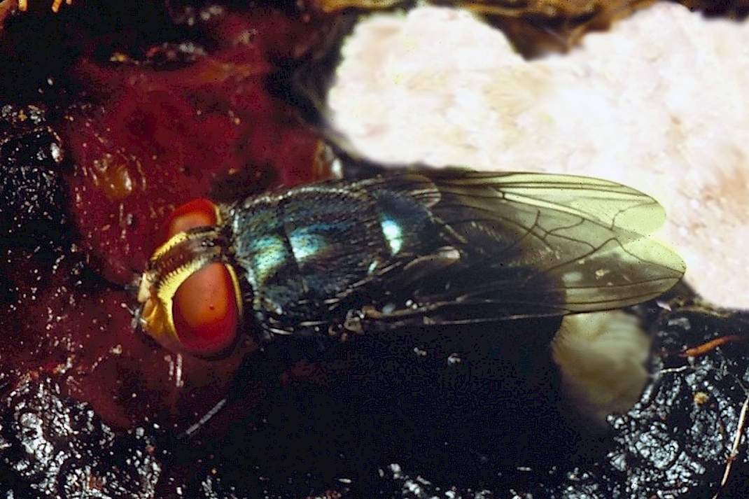 Schroefwormvlieg Cochliomyia hominivorax