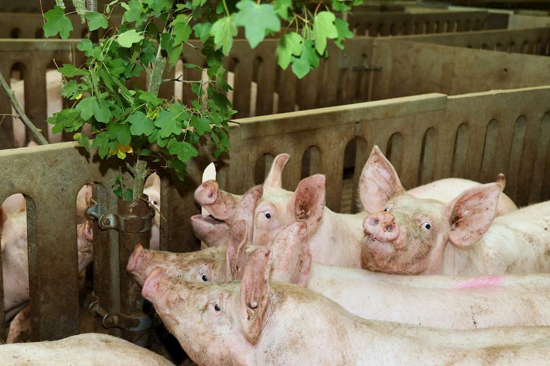 Duitse vleesvarkens in de stal
