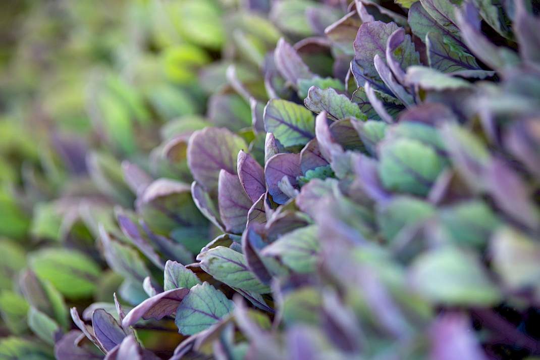 Biologisch plantgoed