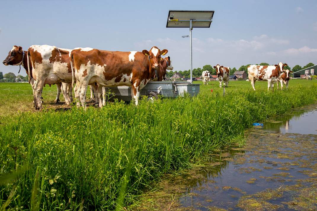 Koeien in de wei in het Groene Hart. De provincie denkt dat melkveehouders in deze regio in de knel kunnen komen met een norm die is gekoppeld aan fosfaatrechten, zoals het Rijk voorstelt.