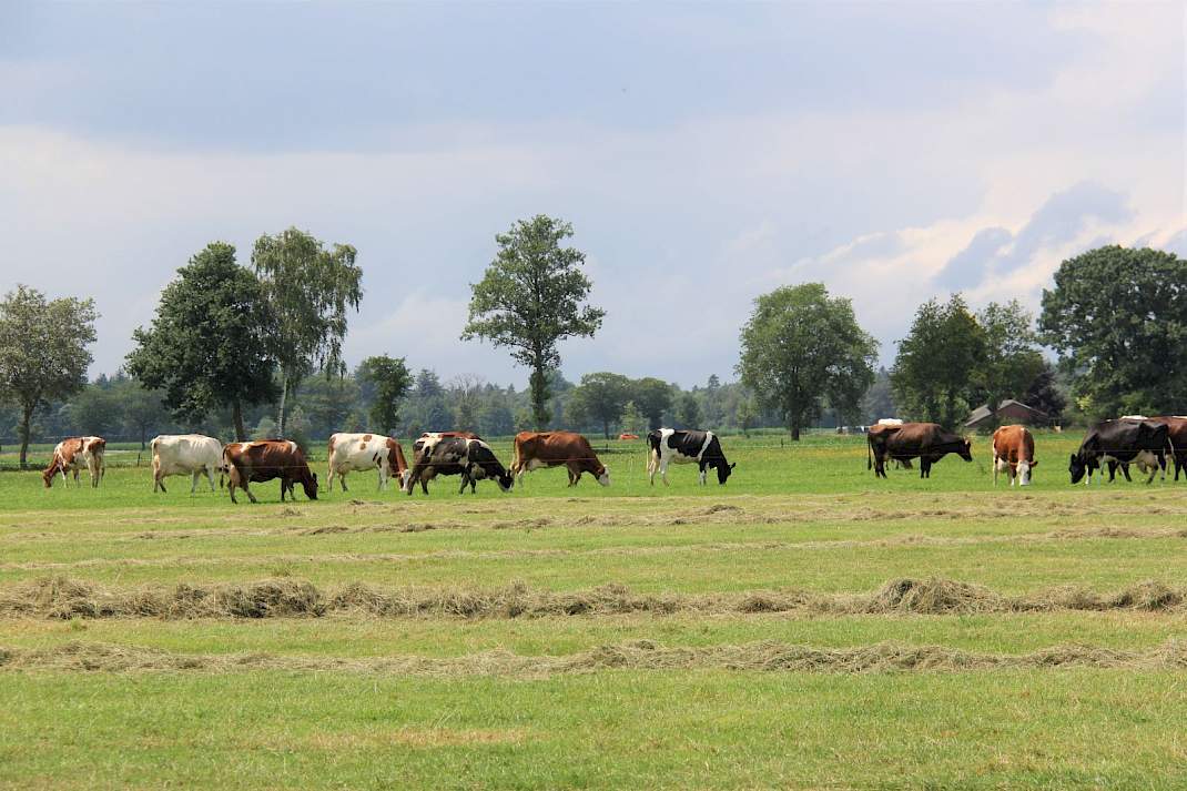 Melkvee tijdens weidegang op grasland