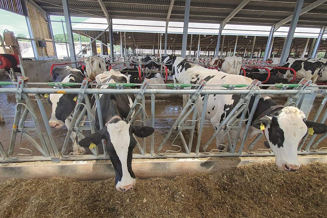 Melkkoeien in nieuwe stal op Stowell Farms