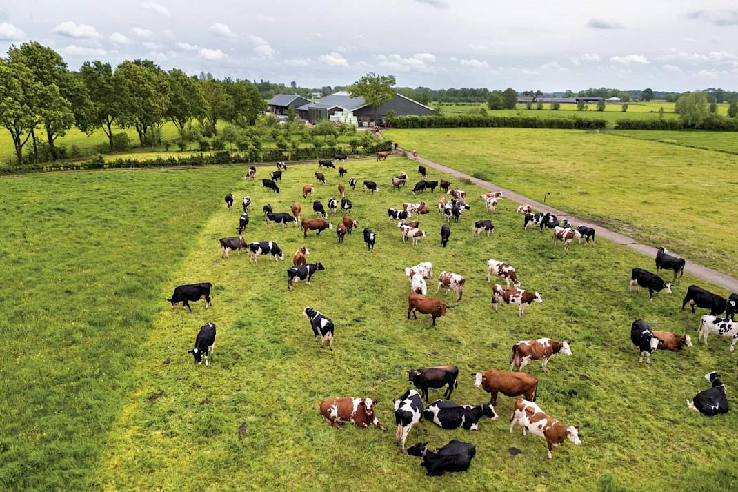 Koeien in de wei in Stoutenburg (UT). Melkveehouders maken zich onder meer zorgen over de GVE-norm van 2,6 GVE per hectare.
