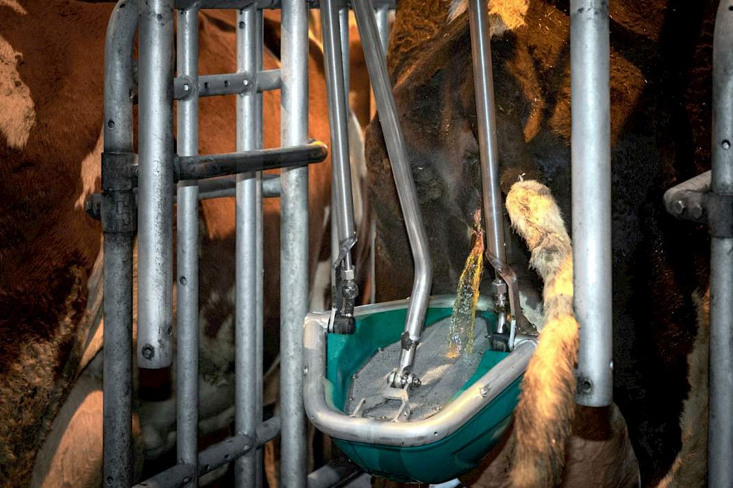CowToilet