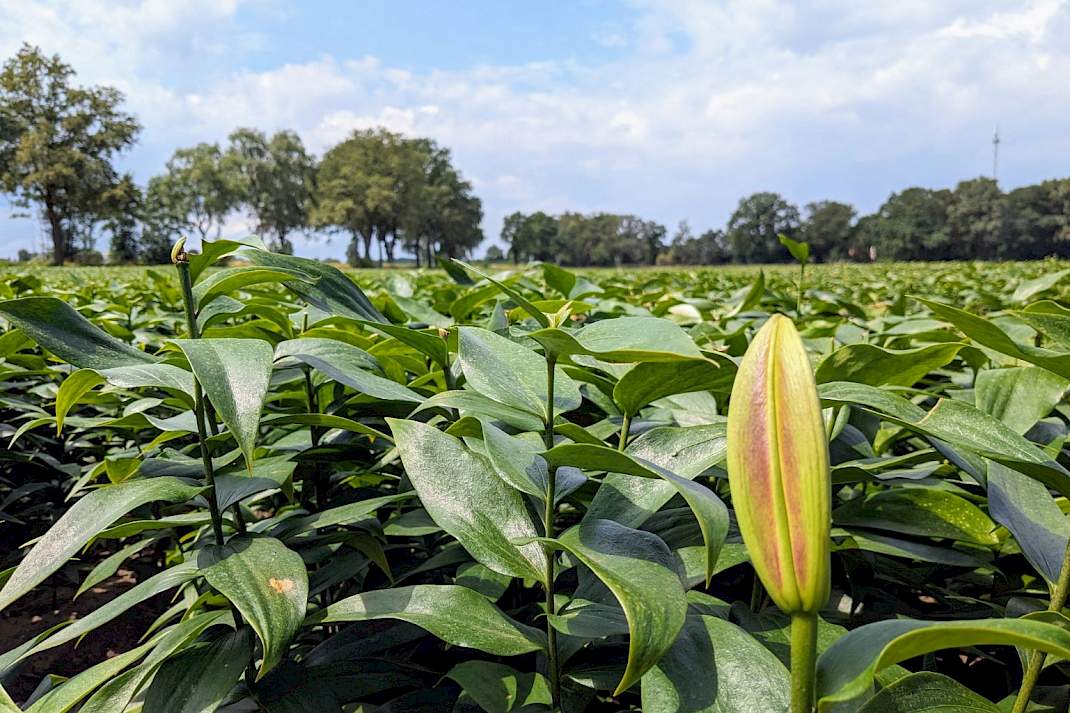Lelieveld met een gele bloemknop op de voorgrond