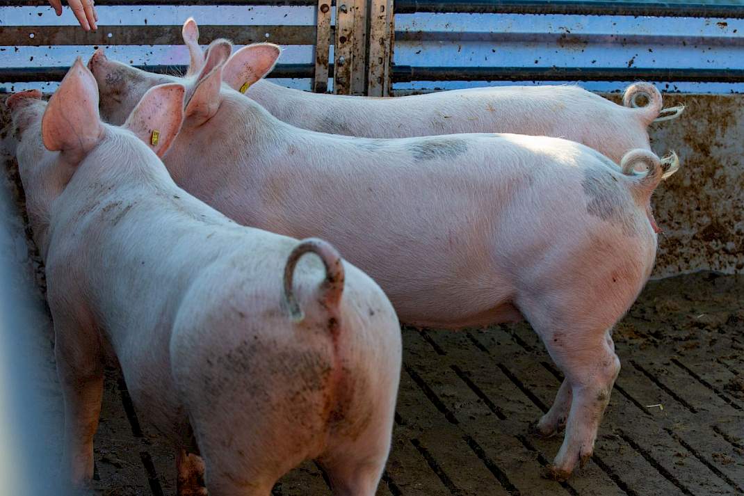 Varkens met krulstaart