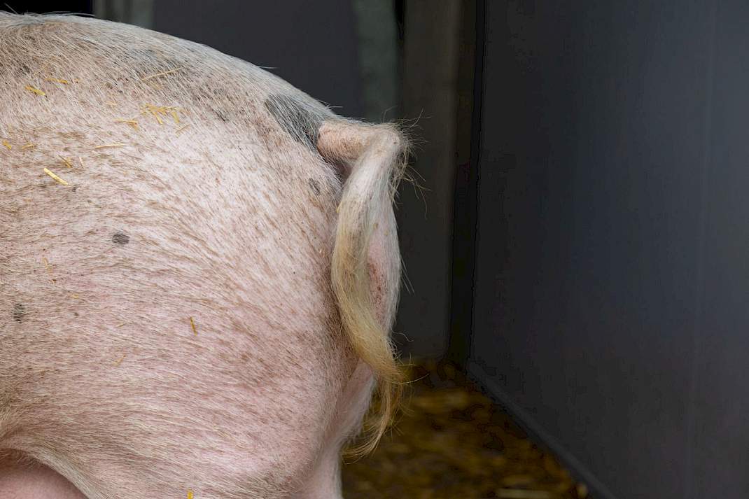Krulstaart van een varken