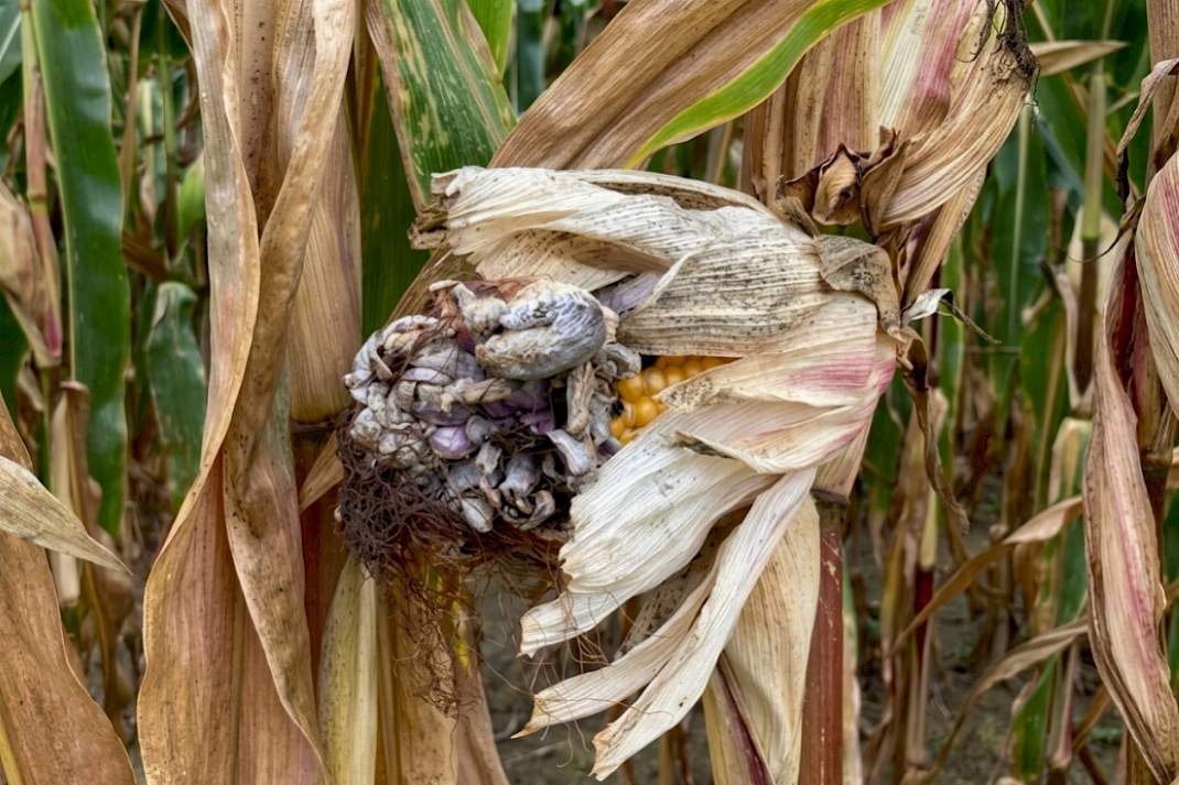 Droogtestress vraagt aandacht voor schimmels en mycotoxinen