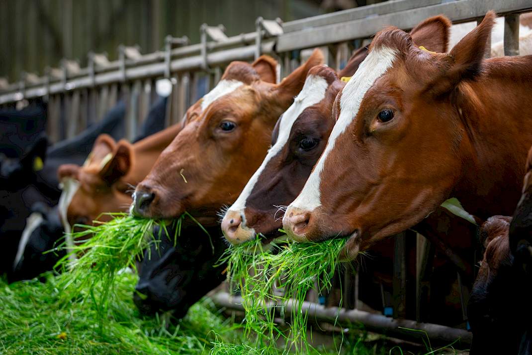 Melkkoeien op melkveebedrijf