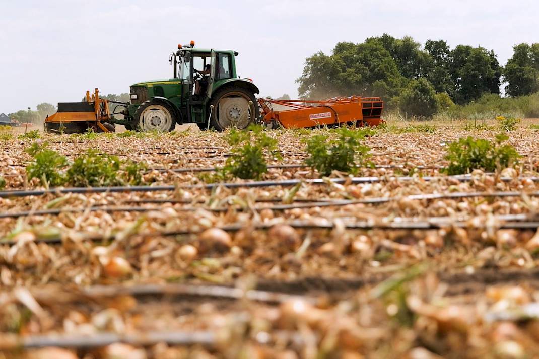 Een uienrooier aan het werk in een veld plantuien