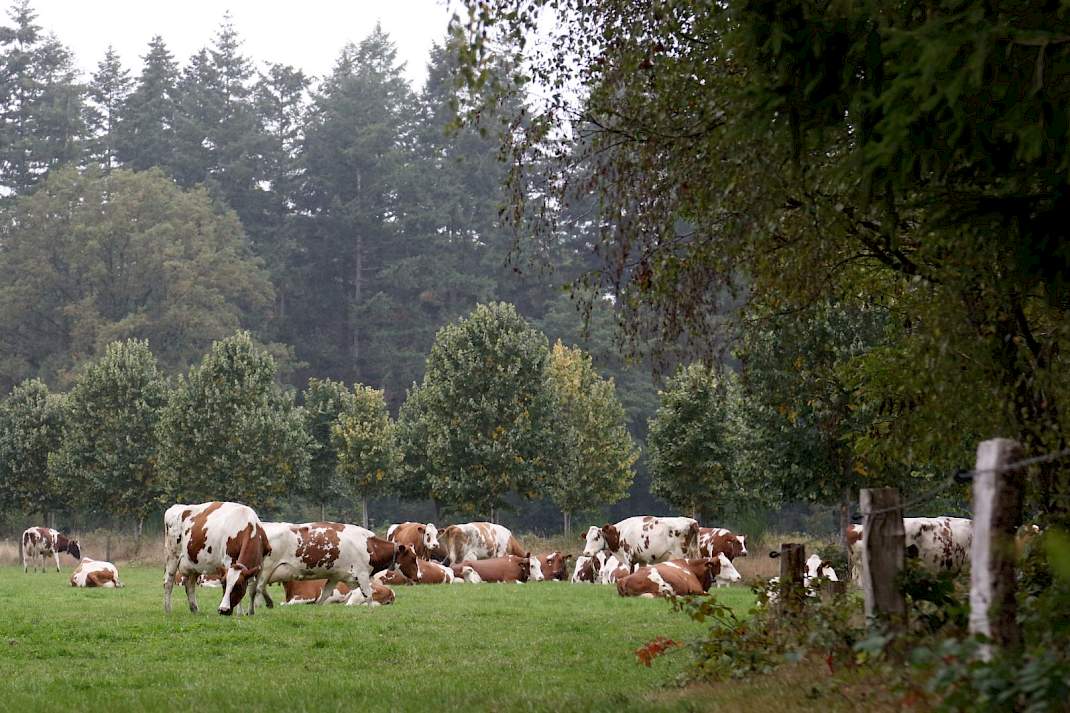 Biologisch melkvee in de wei