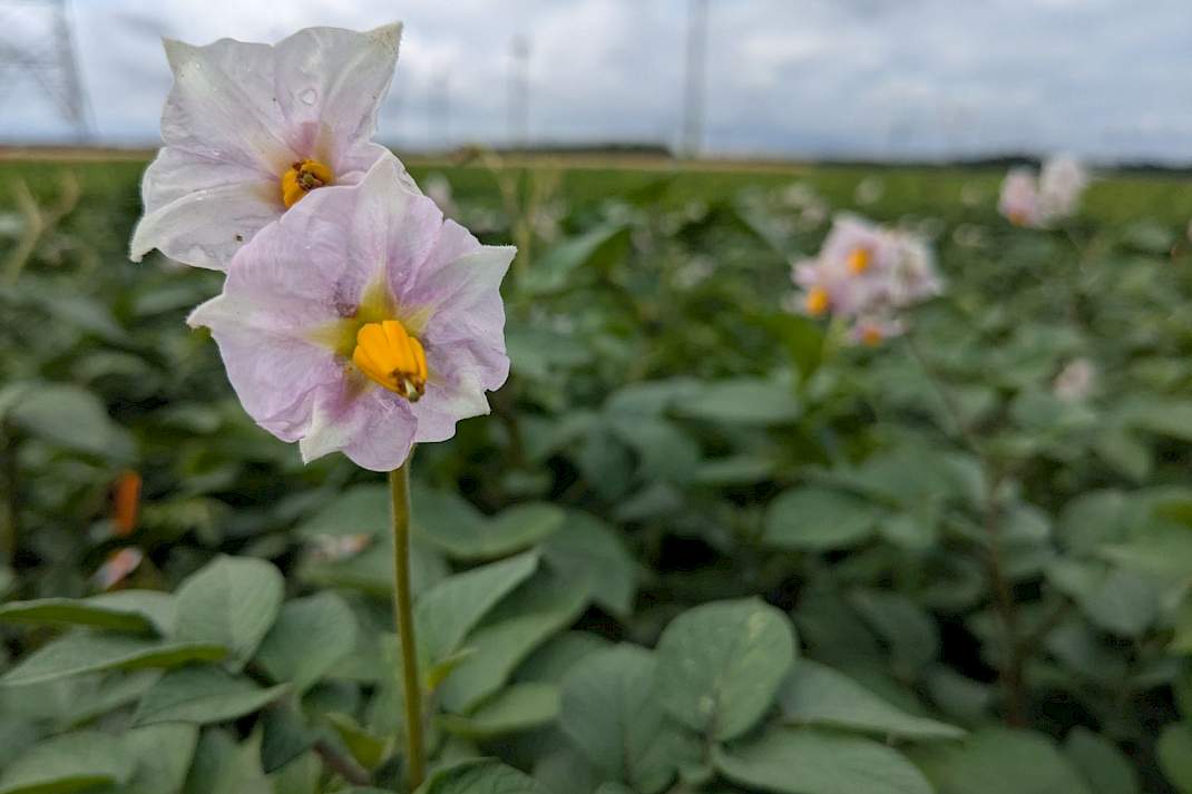 aardappelplant bloem stuifmeel proefveld gentech