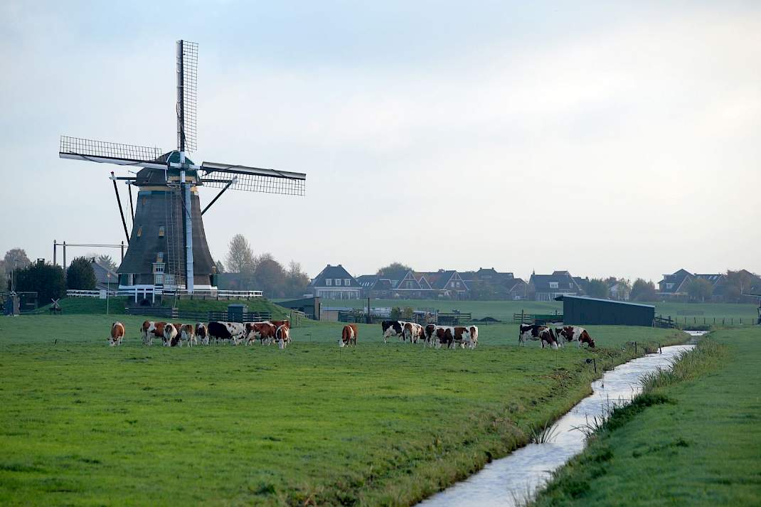 Molen sloot koeien Noord-Holland