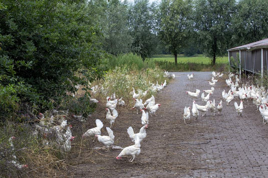 Pluimvee in de uitloop