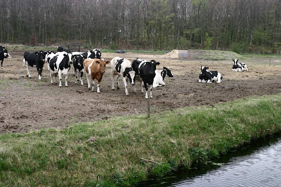 Koeien in een uitloop zonder gras