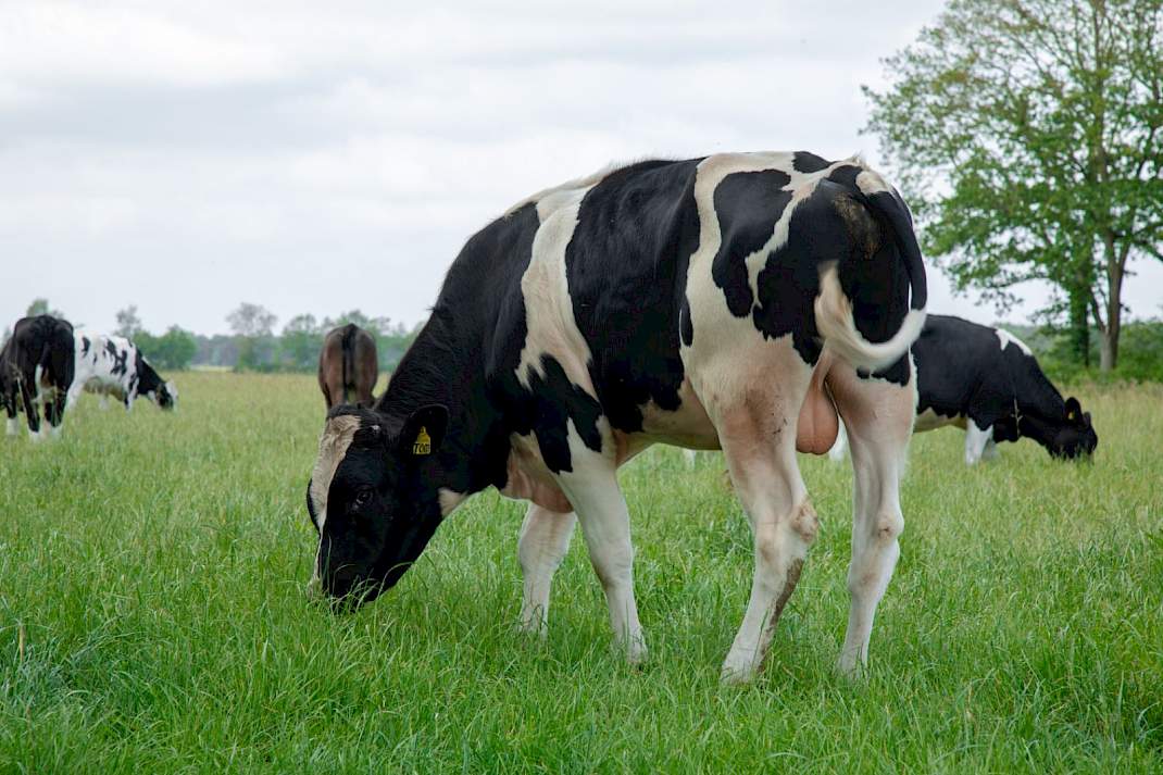 Een jonge Holsteinstier in de wei