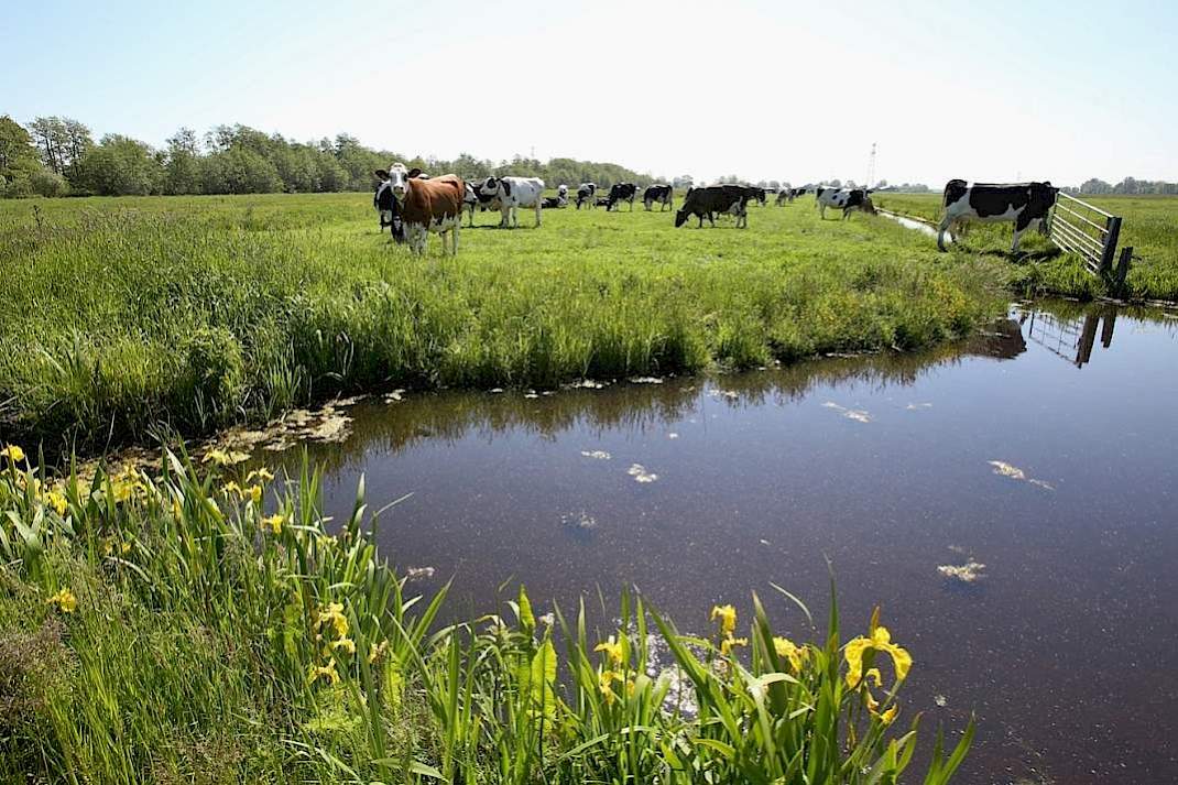 Sloot weiland oppervlaktewater