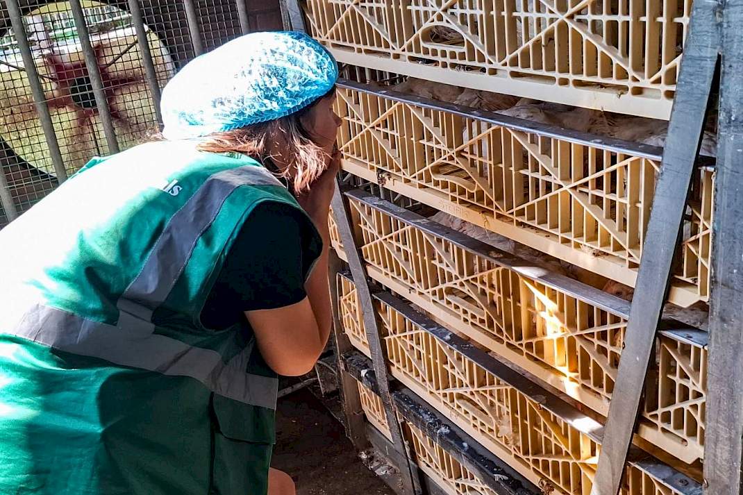 Medewerkers van Eyes on Animals bezochten afgelopen woensdag pluimveeslachterij Van Miert in Breukelen