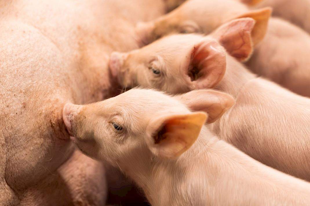 Precisie-aanpak ForFarmers