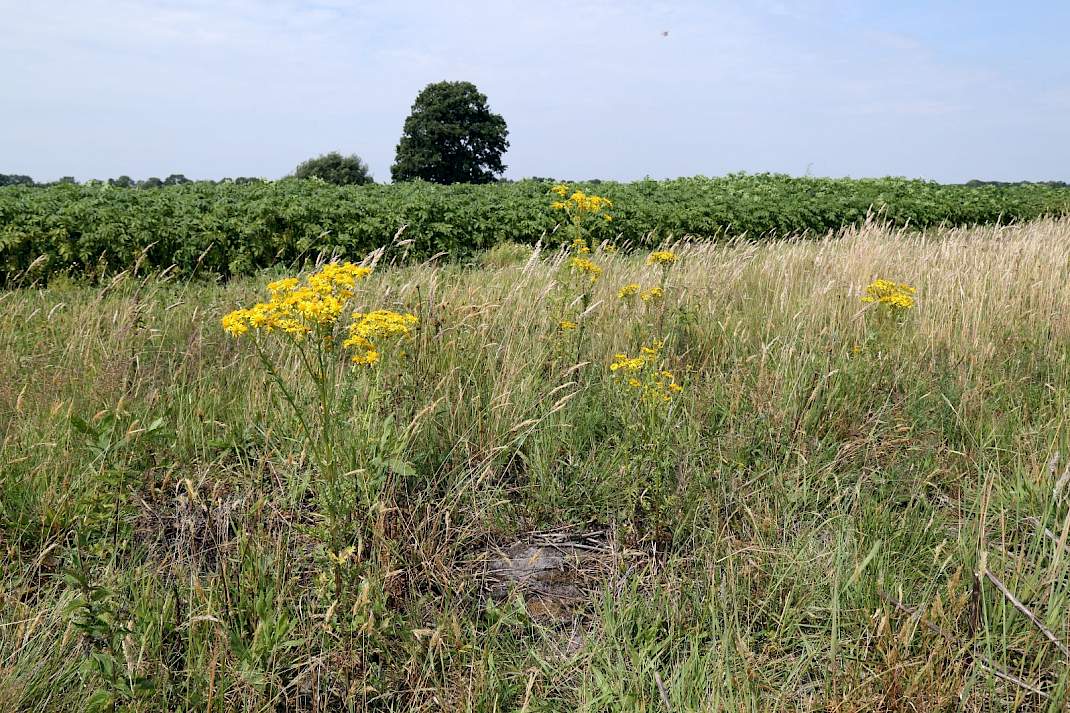 Jacobskruiskruid in grasland