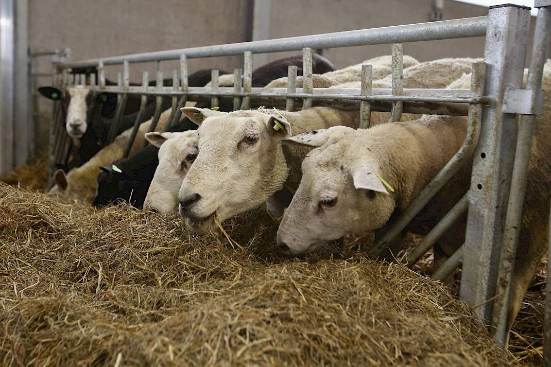 Schapen die vreten aan het voerhek