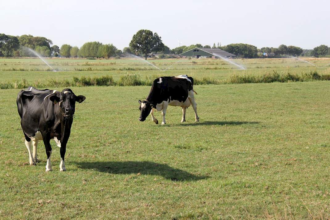koeien en beregening