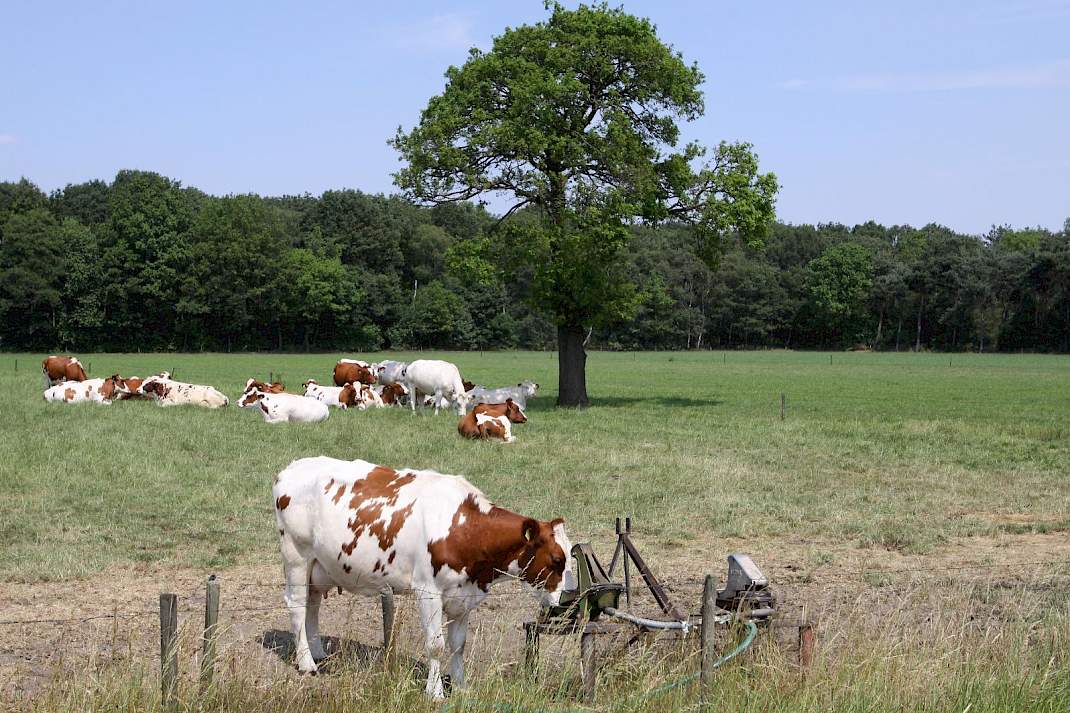 Weidend vee