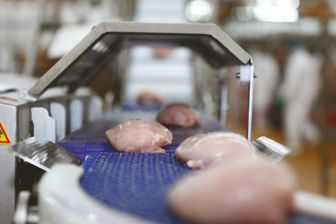 Kipfilet op de sorteerband in een slachterij