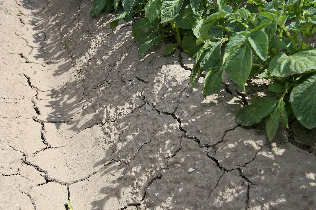 Droogte ruggen aardappelen