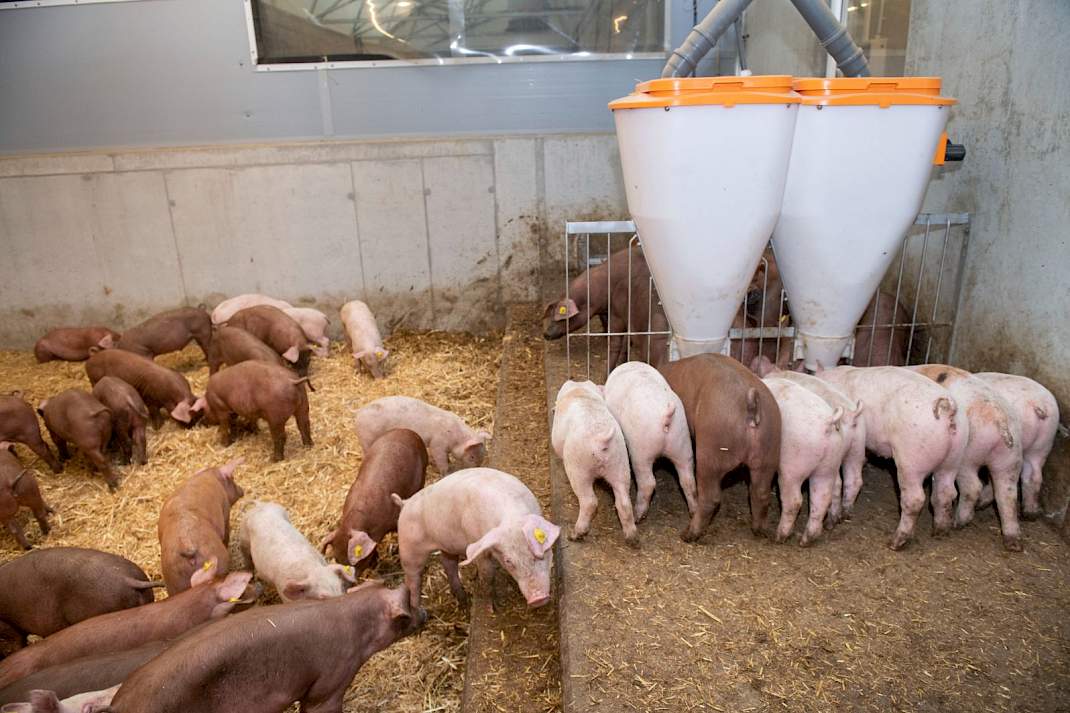varkens in duitsland