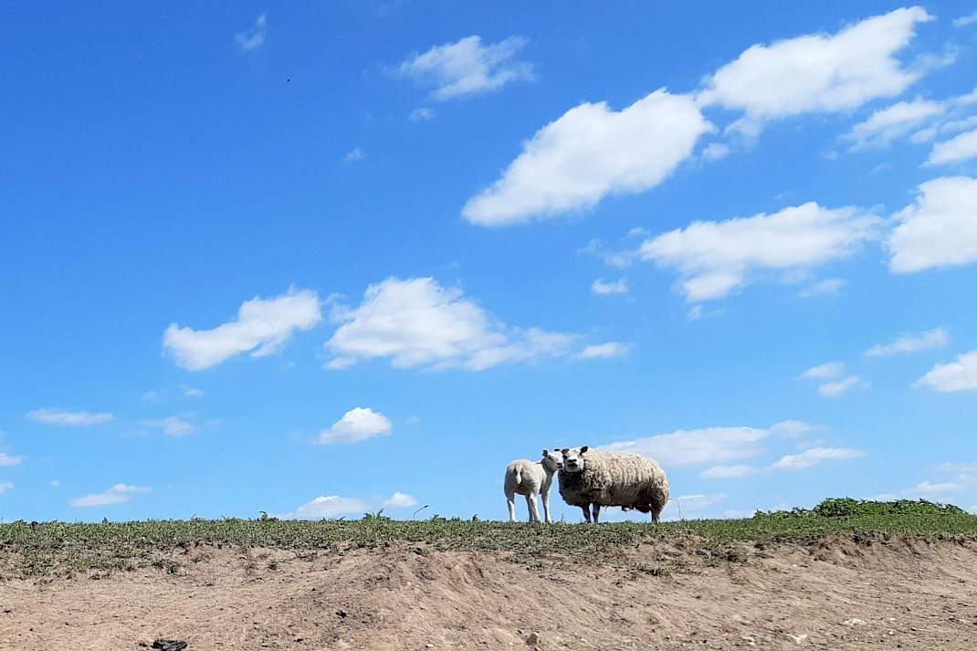 Schapen op de dijk