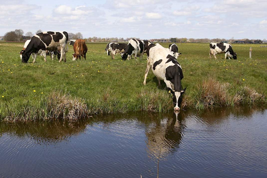 Koppel koeien naast een sloot. Koe drinkt uit de sloot.