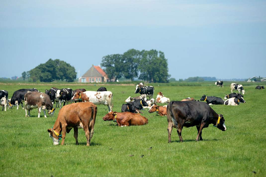 Koppel koeien in de wei met boerderij op de achtergrond