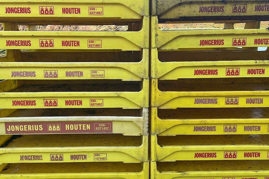 kratten jongerius houten opkweek