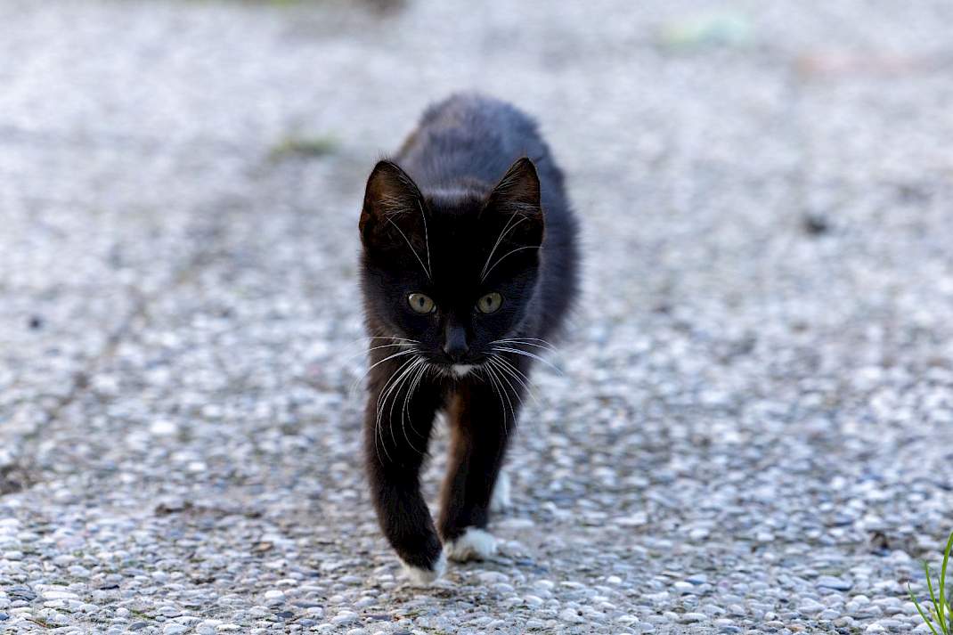 Dierenorganisaties willen dat Friesland en Overijssel geen katten afschieten