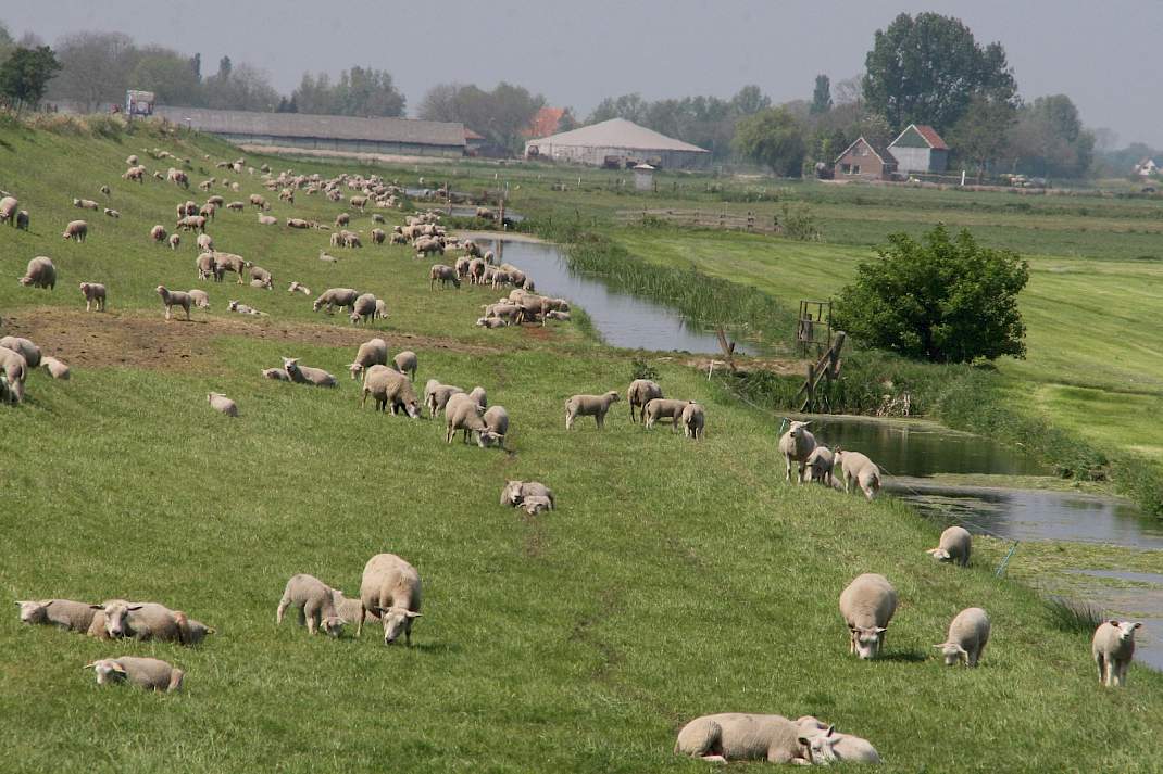 Schapen op een dijk