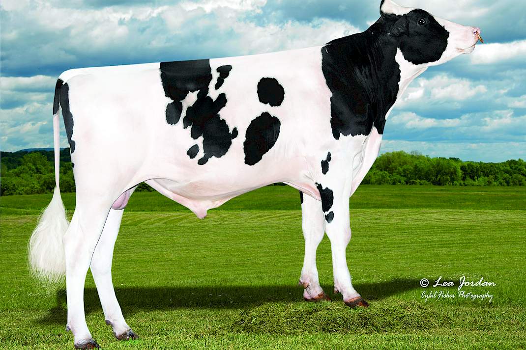 WWS-stier Raiton vererft veel melk