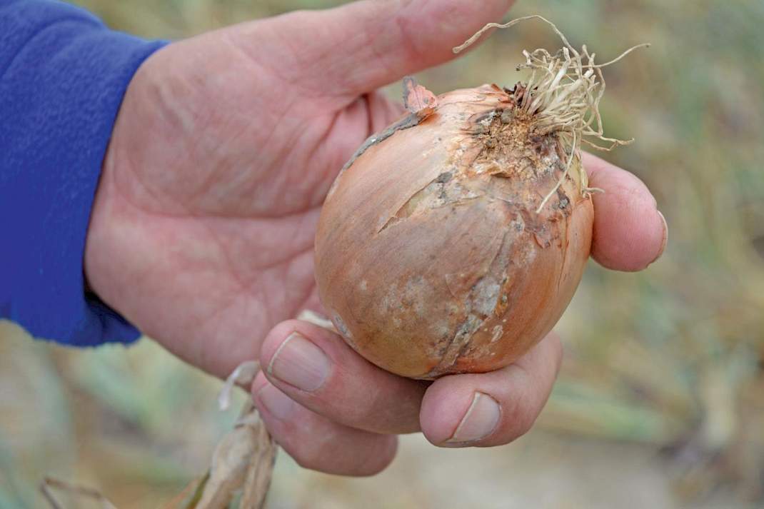 Fusarium op ui