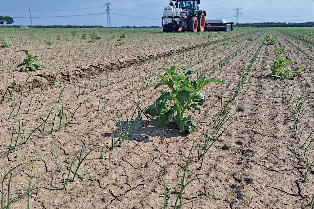 spotsprayer ecorobotix opslag uien