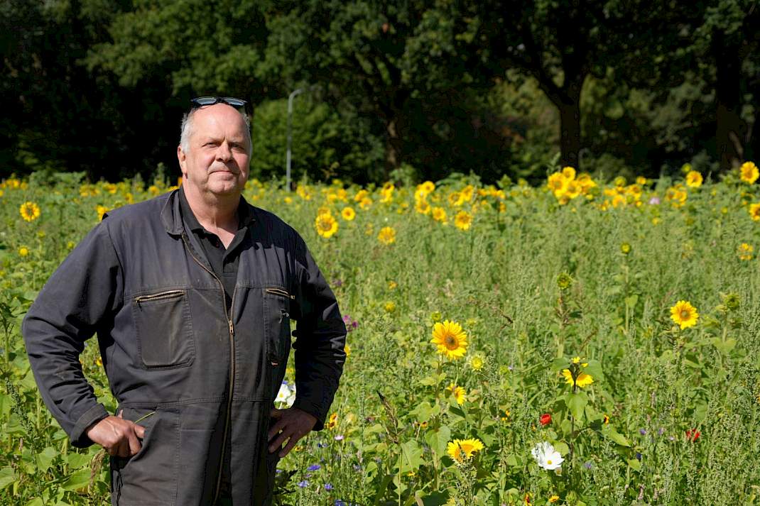 Hendrik Luth bij zijn zonnebloemen in Wedde.