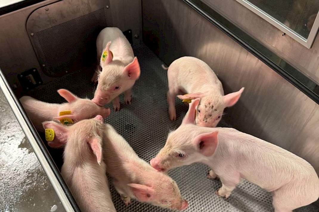 Biggen in de H1 euthanasie unit van Heft