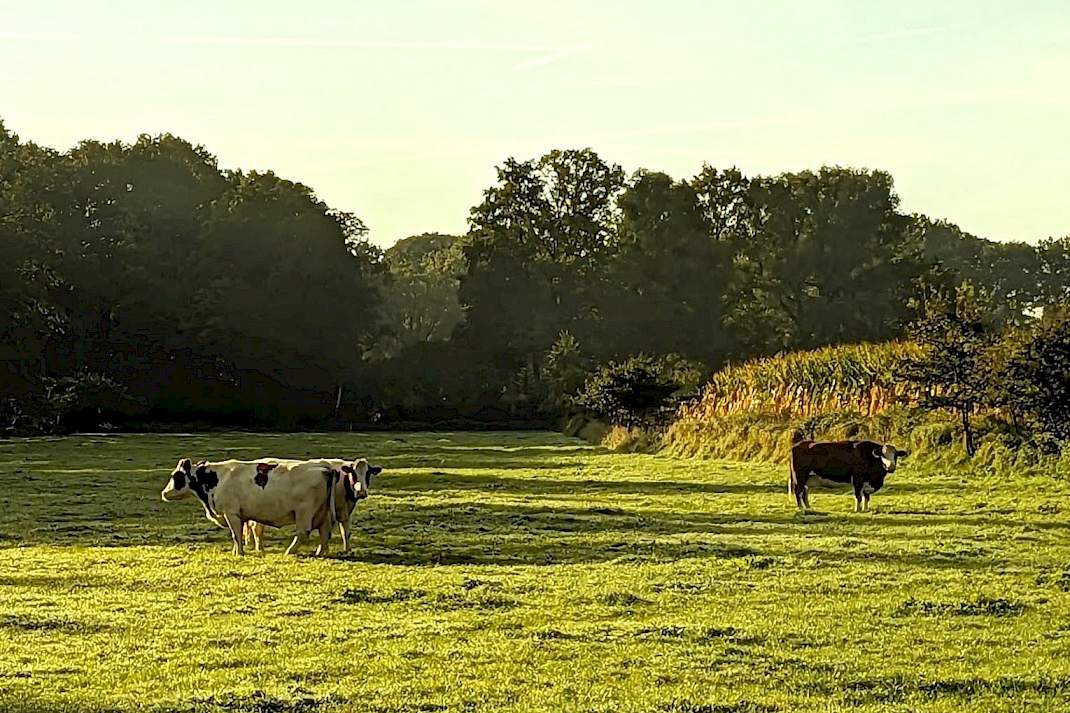 Koeien in een weide