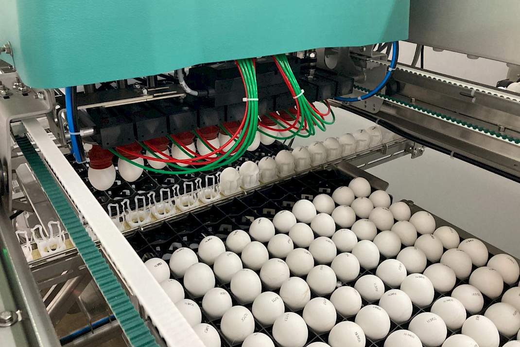 Geslachtsbepaling in het broedei