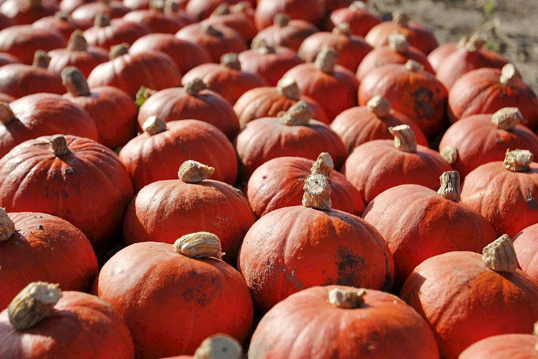 Pompoenen