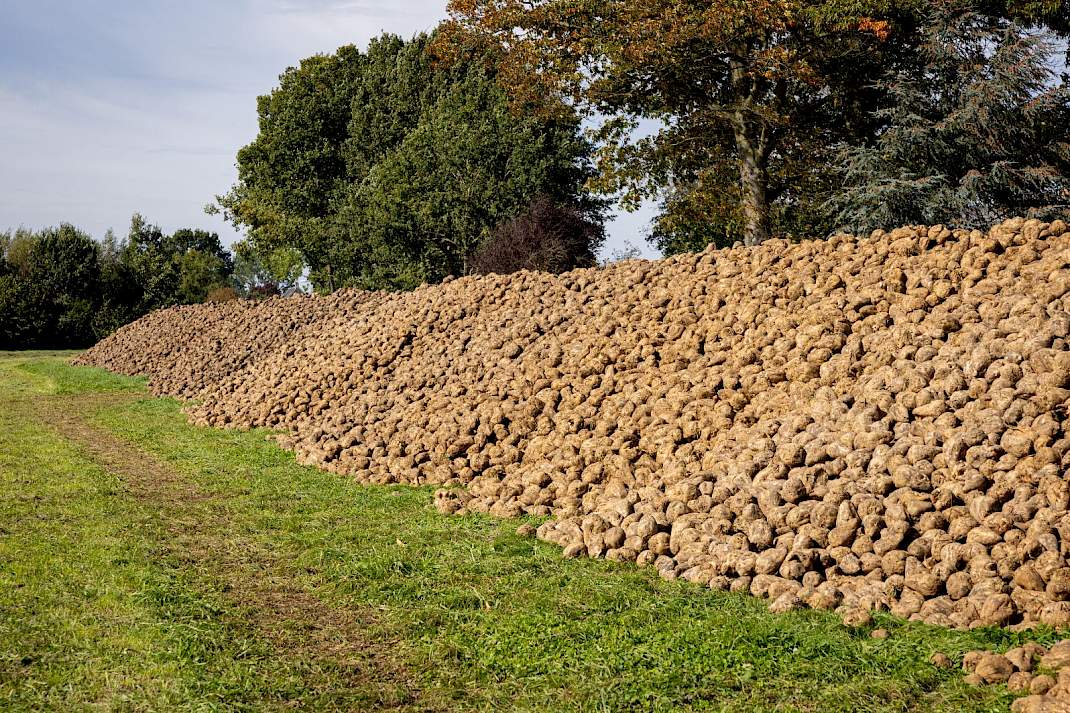 Suikerbieten klaar voor verladen.